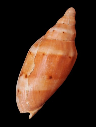Beautiful form voluta - beautiful,