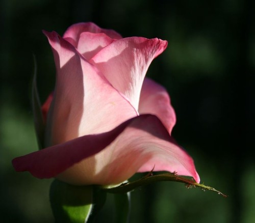 Semi rosa eclipse - 80,