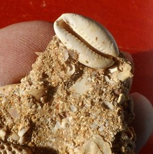 GASTÉROPODE FOSSILE MIOCÈNE