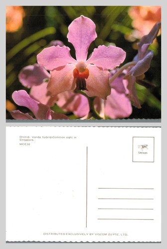 Postcard orchid vanda hybrid - -,