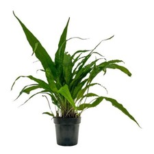 Pianta madre pianta per