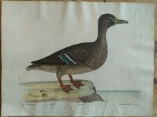 Eleazar Albin, Germano reale femmina, 1738-1740