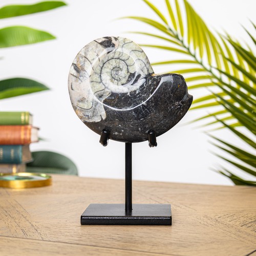 Goniatite ammonite stand - goniatite,