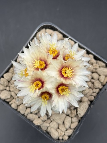 Strombocactus disciformis vaso - strombocactus,