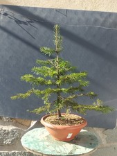 Pre-Bonsai Di Tasso