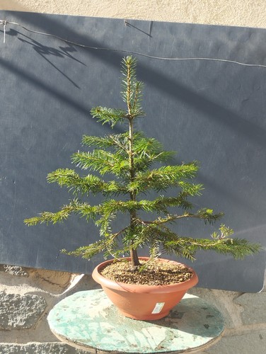 Pre bonsai tasso - di,