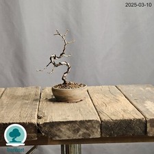 Larix decidua bonsai - bonsai, outdoor