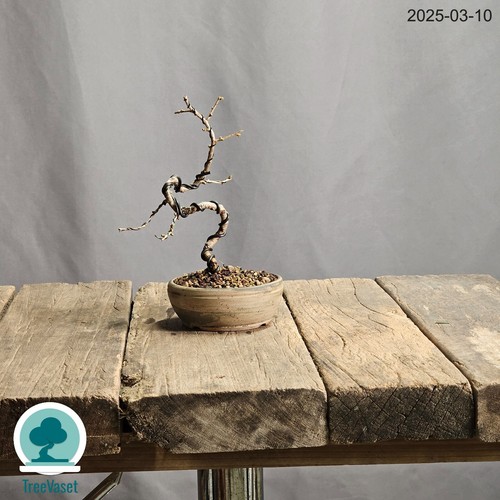 Larix decidua bonsai outdoor - larix,