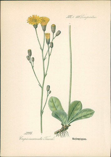 Chromolithographie - ,
