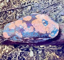 Raro fossile di pesce