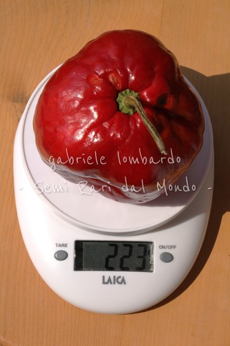 Peperoncino giant rocoto xxl - giant,