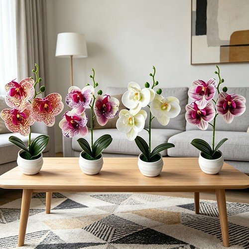 Pianta phalaenopsis - di,