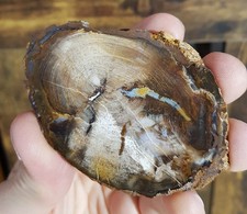 Legno Fossile Opale Naturale 1