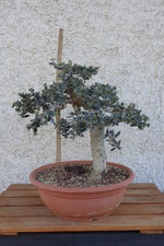 PRE BONSAI  DI OLIVASTRO OLEA OLEASTER
