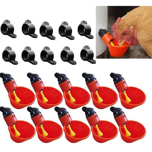 Pappagalli pollo bevitore - pappagalli,