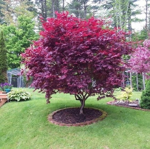 Acero rosso giapponese - rosso, "acer