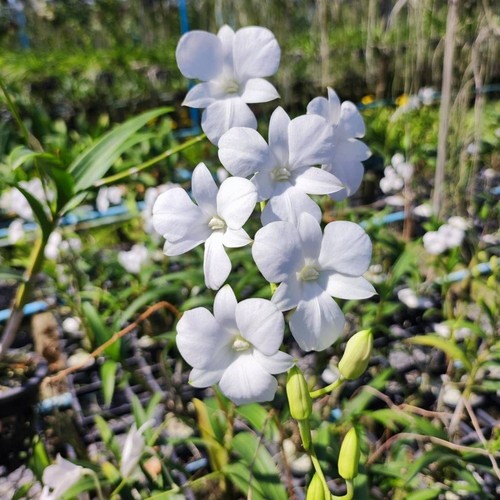Orchidee dendrobium bianche - orchidee,