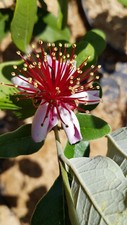 FEIJOA Sellowiana Coolidge