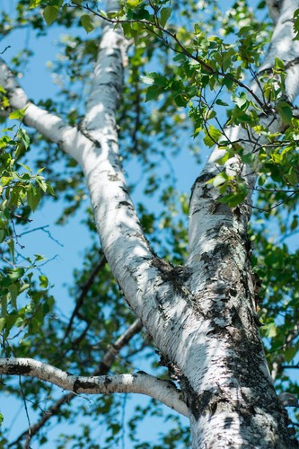 Betulla bianca alba betula - betulla,