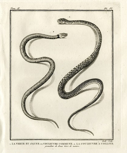 Stampa antica serpente frusta - stampa, antica-serpente