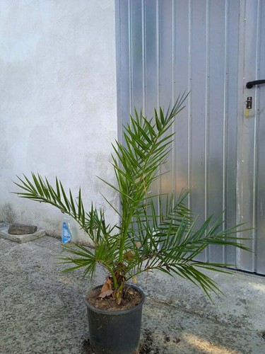 Pianta palma phoenix - pianta,