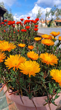 Delosperma pianta grassa