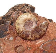 Ammonite, Juvenites