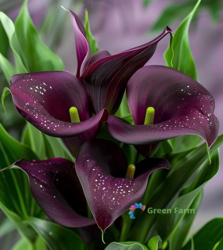 Bulbo zantedeschia hybrida - 1,