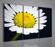 QUADRI MODERNI MACRO DAISY