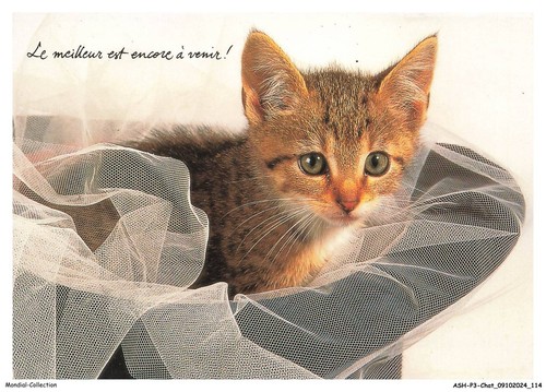Ashp3 0195 gatto gattini in - ashp3-0195-gatto,
