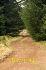 Photo 6x4 Kidland Forest