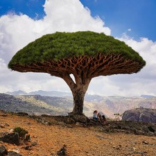 Albero del drago Socotra