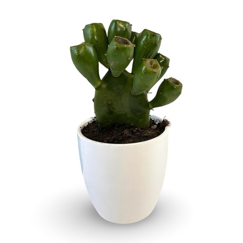 Mini opuntia vulgaris vaso - in,