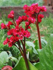 Bergenia RED BEAUTY pianta