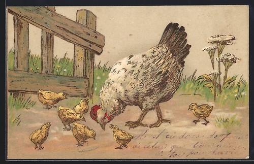 Cartolina rilievo gallina - in,
