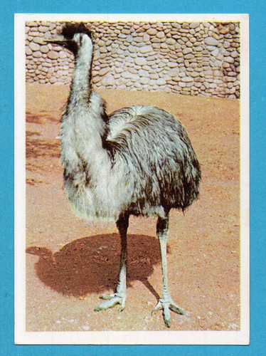 Animali tutto il - animali,