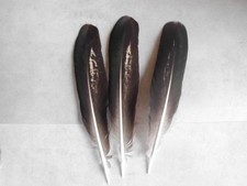 3 piume di pavone colorate