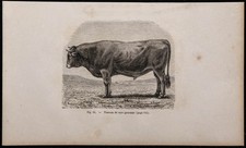 1860 - Toro Razza Gascon -