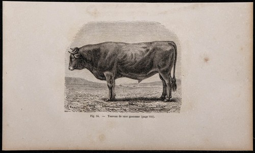 1860 toro razza - -,