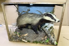 Antica tassidermia tasso primi 900 In Ambientazione  originale Da Collezzione