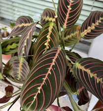 Pianta di preghiera Maranta