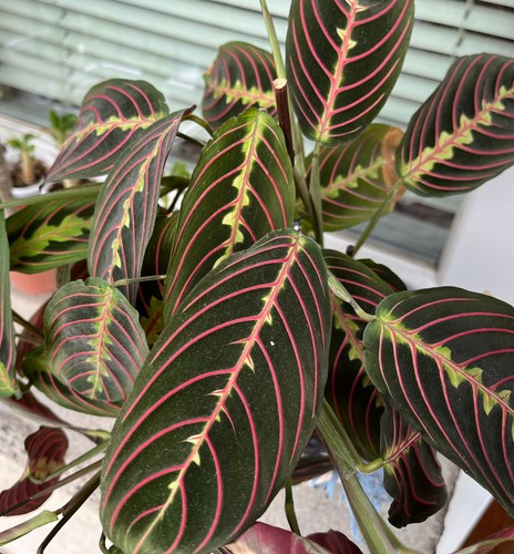 Pianta preghiera maranta - di,