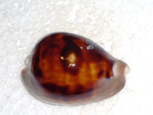 Cypraea zoila venusta - cypraea, episema