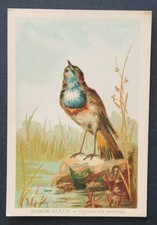 Immagine cromata GOLA BLU