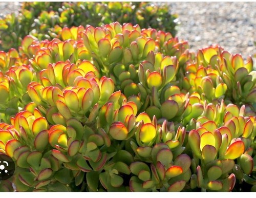 Suculenta crassula ovata - suculenta,