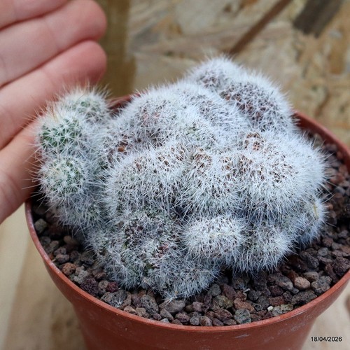 Mammillaria spinosissima