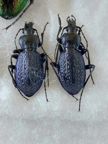 Paio carabus - paio,