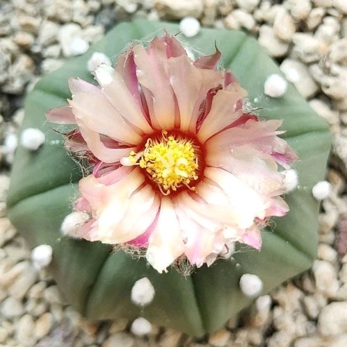 Astrophytum asterias akabana - asterias, "akabana