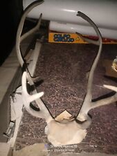 PALCO DI CERVO CORNA