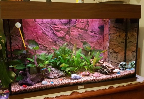 Aquario juwel rio 125 - juwel,
